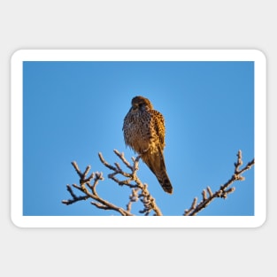 Kestrel on a cold winter morning Sticker